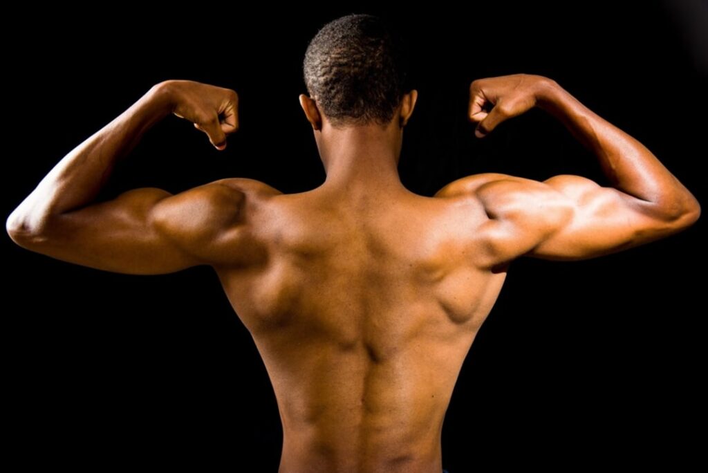 biceps muscle